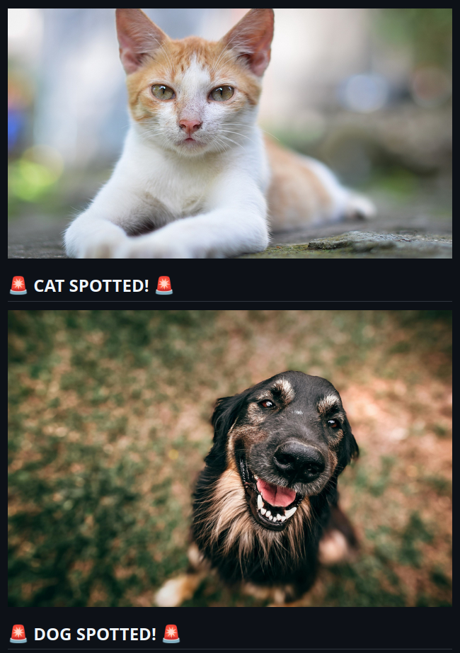 Cat VS Dogs classifier output showing a cat and a dog correctly identified